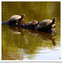 Turtles - Sunning